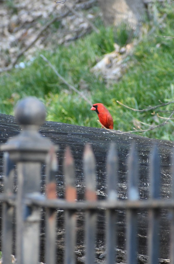 \"Cardinal,